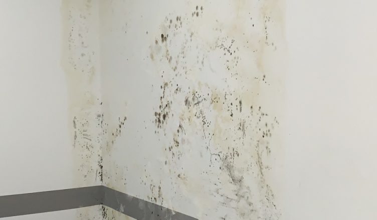 Cách xử lý tường bị thấm ẩm triệt để